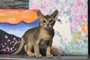 Photo №3. Chatons abyssiniens. Biélorussie