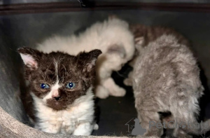 Photo №1. selkirk rex à poil ras - à vendre en ville de Lüneburg | 350€ | Annonce № 169564