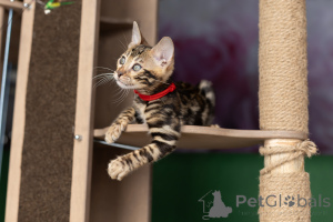 Photo №4. Je vais vendre bengal en ville de Minsk. annonce privée - prix - 469€