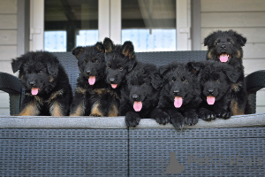 Photos supplémentaires: chiots berger allemand