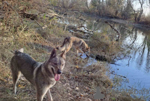 Photos supplémentaires: Chiots chiens-loups tchécoslovaques