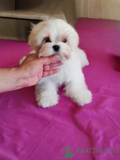 Photo №1. bichon maltais - à vendre en ville de Sofia | négocié | Annonce №152206