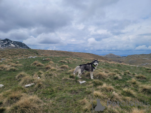 Photos supplémentaires: Je vais remettre le Husky entre de bonnes mains