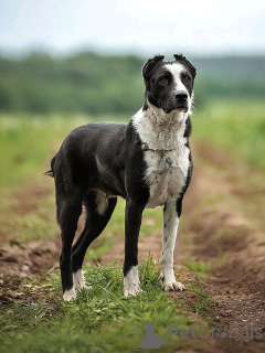 Photo №2 de l'annonce № 170553 de la vente chien bâtard - acheter à Fédération de Russie annonce privée