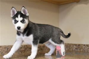 Photo №1. husky de sibérie - à vendre en ville de Sveg | négocié | Annonce №158409