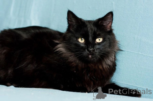 Photo №4. Je vais vendre  en ville de Minsk.  - prix - Gratuit