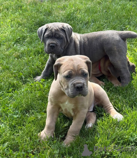 Photo №3. Nuttede Cane Corso hvalpe søger et kærligt hjem for altid. Danemark
