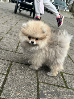 Photo №3. mini poméranien. Allemagne