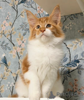 Photo №4. Je vais vendre maine coon en ville de Boston. annonce privée - prix - négocié