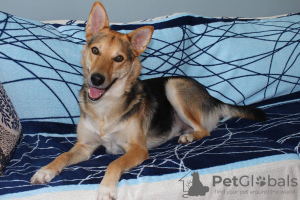 Photo №2 de l'annonce № 104712 de la vente chien bâtard - acheter à Biélorussie annonce privée