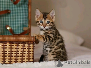 Photo №1. beagle - à vendre en ville de Berlin | 550€ | Annonce №163090