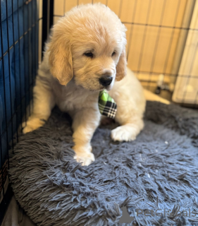 Photo №4. Je vais vendre  en ville de Stepantsminda.  - prix - 339€