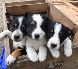 Photo №2 de l'annonce № 11594 de la vente border collie - acheter à La Lettonie annonce privée