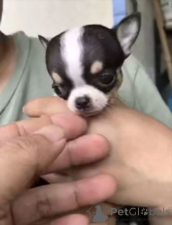 Photo №1. chihuahua - à vendre en ville de Tennessee City | 678€ | Annonce №165483