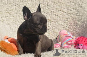 Photo №1. bouledogue - à vendre en ville de Йеллоу Ферз | 300€ | Annonce №129995