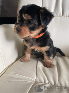 Photo №1. yorkshire terrier - à vendre en ville de Miami | Gratuit | Annonce №66422