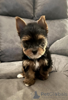 Photo №2 de l'annonce № 56605 de la vente yorkshire terrier - acheter à Allemagne annonce privée