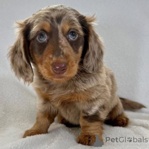 Photo №4. Je vais vendre deerhound en ville de Marin. annonce privée - prix - 580€