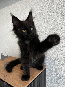 Photo №2 de l'annonce № 155991 de la vente maine coon - acheter à Fédération de Russie de la fourrière