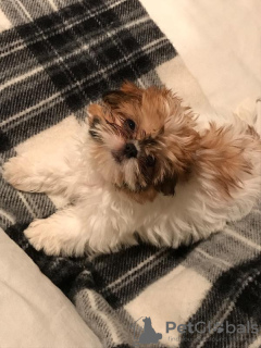 Photo №2 de l'annonce № 9230 de la vente shih tzu - acheter à USA éleveur