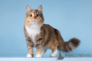 Photo №2 de l'annonce № 157015 de la vente  - acheter à Fédération de Russie annonce privée