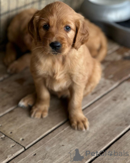 Photo №1. golden retriever - à vendre en ville de Jork | 360€ | Annonce №110050