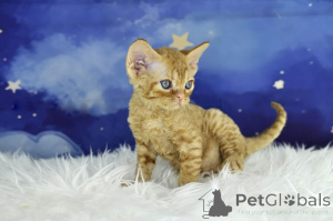 Photo №3. Kocięta rasy Devon Rex s'est mis à la tâche. Pologne