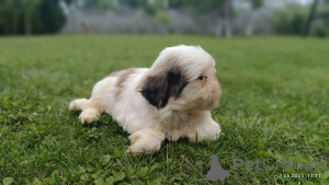 Photo №4. Je vais vendre shih tzu en ville de Tarnów. éleveur - prix - 500€