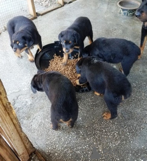 Photo №1. rottweiler - à vendre en ville de Basel | 400€ | Annonce №131363