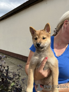 Photo №4. Je vais vendre shiba en ville de Zrenjanin.  - prix - négocié