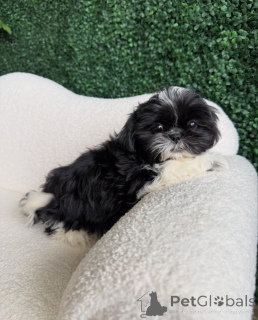 Photo №1. shih tzu - à vendre en ville de Rovinari | négocié | Annonce №165219