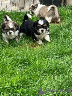 Photo №3. Adorables chiots Shih Tzu à adopter gratuitement. Allemagne