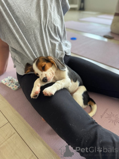 Photo №2 de l'annonce № 173336 de la vente beagle - acheter à Allemagne annonce privée