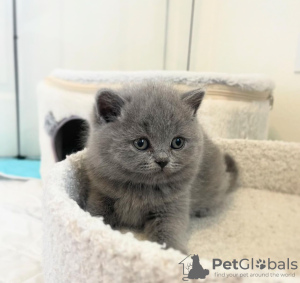 Photo №2 de l'annonce № 118025 de la vente british shorthair - acheter à USA annonce privée