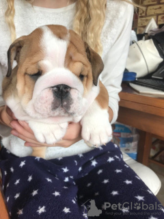 Photo №4. Je vais vendre bulldog anglais en ville de Cottbus. éleveur - prix - 380€