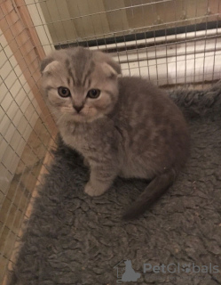 Photo №1. scottish fold - à vendre en ville de Berlin | 350€ | Annonce № 82108