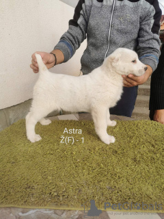 Photo №4. Je vais vendre berger d'asie centrale en ville de Москва. de la fourrière - prix - négocié