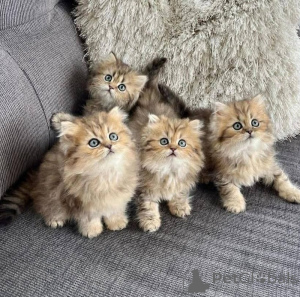 Photo №1. persan - à vendre en ville de Hambourg | 350€ | Annonce № 166423