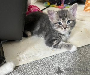Photo №1. maine coon - à vendre en ville de Erlangen | 350€ | Annonce № 174537