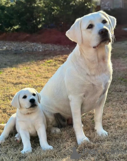 Photo №1. labrador retriever - à vendre en ville de Berlin | 436€ | Annonce №168074