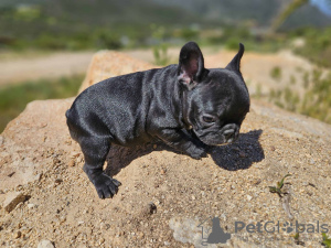 Photo №2 de l'annonce № 105745 de la vente bouledogue - acheter à USA annonce privée