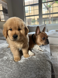 Photo №2 de l'annonce № 154321 de la vente golden retriever - acheter à Allemagne éleveur