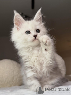 Photo №1. maine coon - à vendre en ville de Ashford | négocié | Annonce № 157085