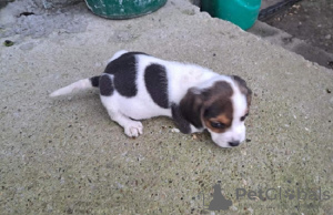 Photo №2 de l'annonce № 73026 de la vente beagle - acheter à Serbie éleveur