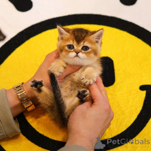 Photo №1. munchkin - à vendre en ville de Anderlecht | 400€ | Annonce № 153757