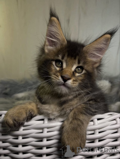 Photo №3. Chatons Maine Coon. USA