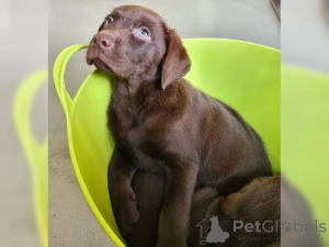 Photo №3. Beaux chiots Labrador. Allemagne