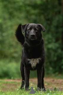 Photo №3. Le héros noir Max est entre de bonnes mains. Fédération de Russie