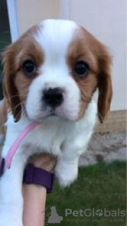 Photo №3. Adorables chiots Cavalier King Charles en adoption gratuite. Allemagne