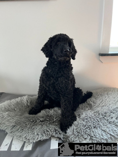 Photo №2 de l'annonce № 134476 de la vente chihuahua - acheter à Italie annonce privée